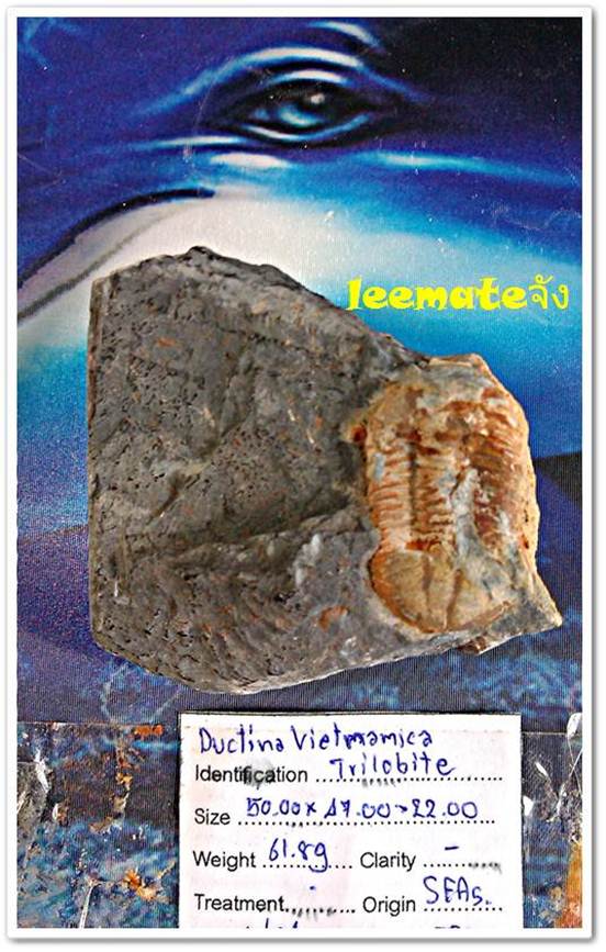 ของสะสมจากดึกดำบรรพ์ให้ทุกท่านเห็นของจริงDuctina Vietmamica Trilobiteกลายเป็นหินของแท้