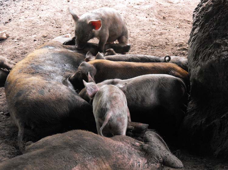 ประมูลการกุศล ถวายในหลวงและแผ่นดิน*พระกริ่งพ่อหลวง (พิธีวัดพระแก้ว)9สมเด็จ