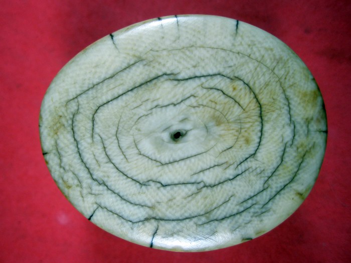 งาช้างเก่า ยาว 3 ช.ม ก้วาง 4.5ช.ม