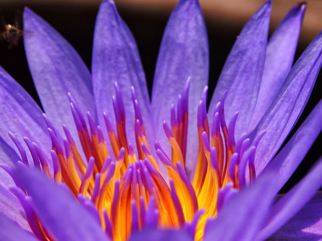 กล้องส่องพระ บอดี้เงิน แกะมือลายหนุมาณ สวยฝุดเลนส์อย่างดีส่องเจาะนิ่งมากๆ