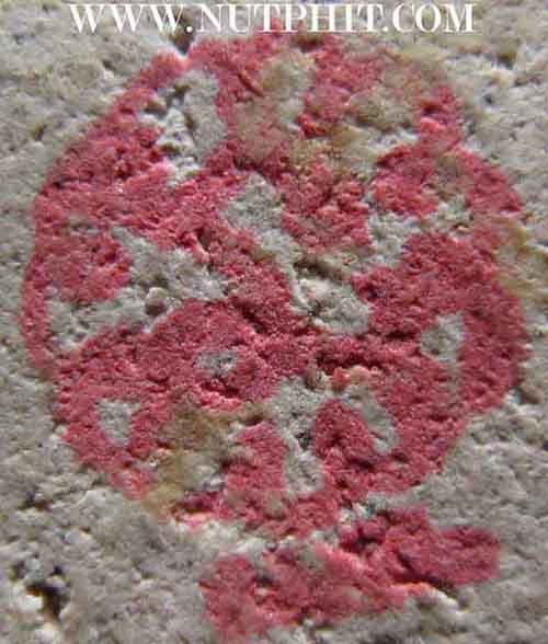 ล็อตเกตหลังฝังพระสังกัจจายน์ ลพ.เกษมฯ สำนักสุสานไตรลักษณ์ ลำปาง แถมล็อกเก็ตครูบาศรีวิชัย*144