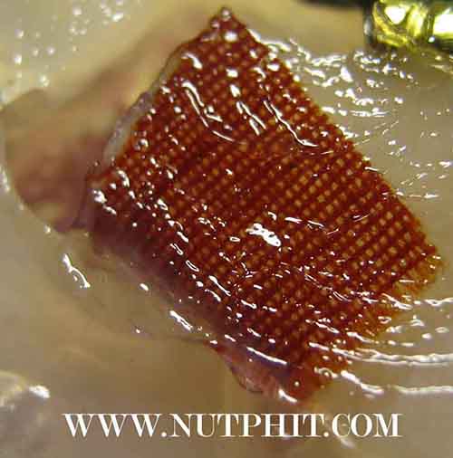 126*สีผึ้งมหาเมตตาผสมเทียนชัย ตะกรุดเงิน-ทอง-พร้อมจีวรของหลวงพ่อเกษม เขมโก ลำปาง*