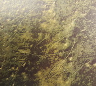 พระชัยวัฒน์เมฆสิทธิ์ หลวงพ่อทับ วัดอนงค์