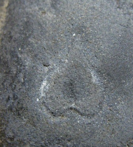 พระพิมพ์บัวเล็บช้าง เนื้อดิน กรุวัดชนะสงคราม กรุงเทพฯ สภาพพอใช้ มาพร้อมบัตรรับรอง