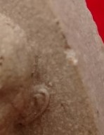 หลวงพ่อรวยวัดตะโก พระผงรุ่นสุริยุปราคา เคาะเดียว2องค์250