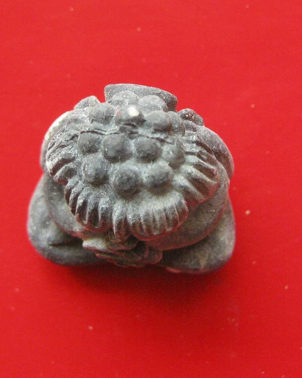 ของหายากคะ ปิดตาพิมพ์ชมภูนุช องค์นี้เป็นพิมพ์ต้นเเบบ เป็นเนื้อโลหะ ที่ อ.ตั้วท่านเอามาทำเป็นเเบบพิมพ