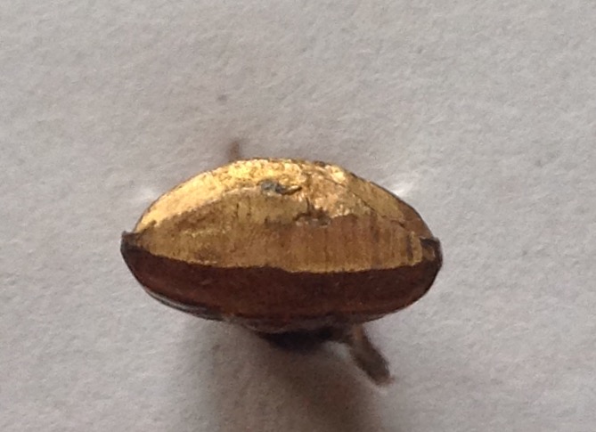 พระชัยวัฒนหลวงพ่อโสธรปี05