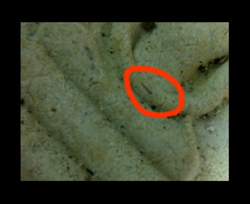 สมเด็จคะแนนหลวงปู่แก้ว วัดระหารไร่ มีเกศา ติดตรงพระหัตถ์(มือ) มาพร้อมบัตรรับรองพระเครื่อง 