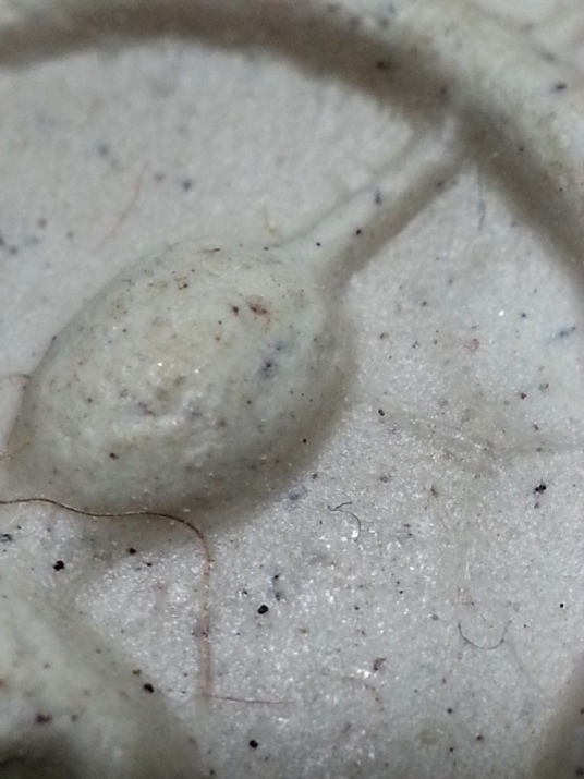 พระสมเด็จวัดระฆังฯ รุ่น 214 ปีเกิด พ.ศ.2545 ( พิมพ์ใหญ่ทรงนิยม ) " เกศเอียงทะลุซุ้ม " พร้อมกล่องเดิม