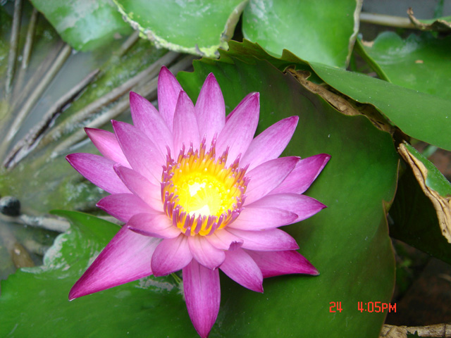 Sony Cyber-shot DSC-T1 สภาพ 90% up 