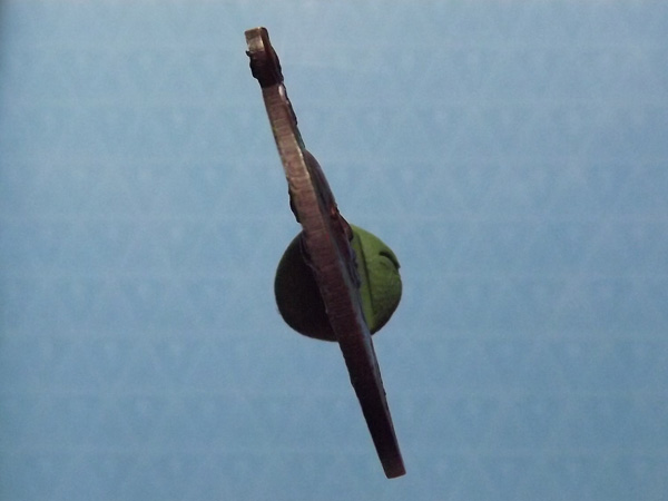 เหรียญท้าวเวสสุวัณ หลวงพ่อฤษีลิงดำ บล็อกแตกนิยมสุด ปี2521 วัดท่าซุง จ.อุทัยธานี