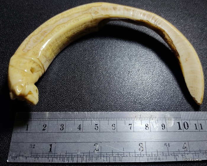 เขี้ยวหมูป่าตัน แกะเสือ หลวงพ่อไสว วัดปรีคาราม จ.นครปฐม 