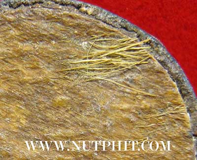 ตลับยาหม่องหลังหน้าผากเสือ หลวงพ่อเต๋ คงทอง ปี ๒๕๑๘+บัตรรับรองพระแท้*208