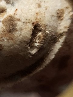 พระชุด3 องค์ เนื้อผง หลวงพ่อลัด วัดนาสร้าง ชุมพร ปี40 เคาะเดียว