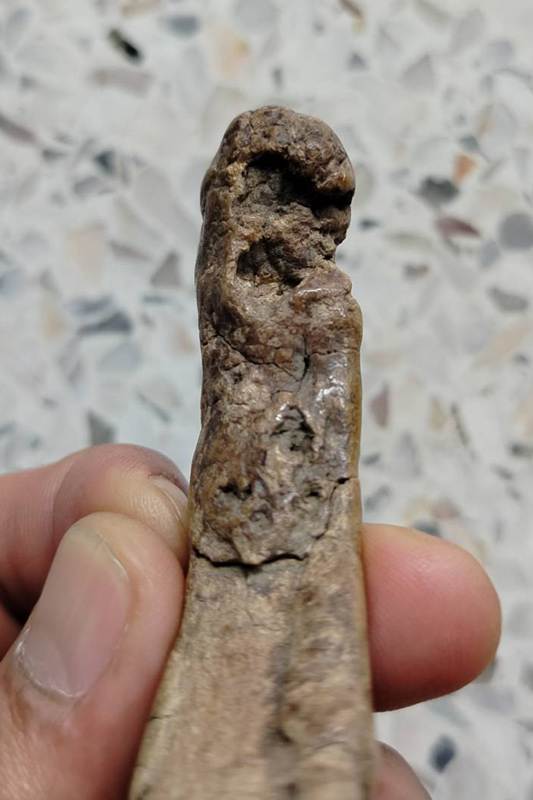 เขี้ยวหมูตัน สภาพตามรูป มีหินปูนขึ้นแล้ว