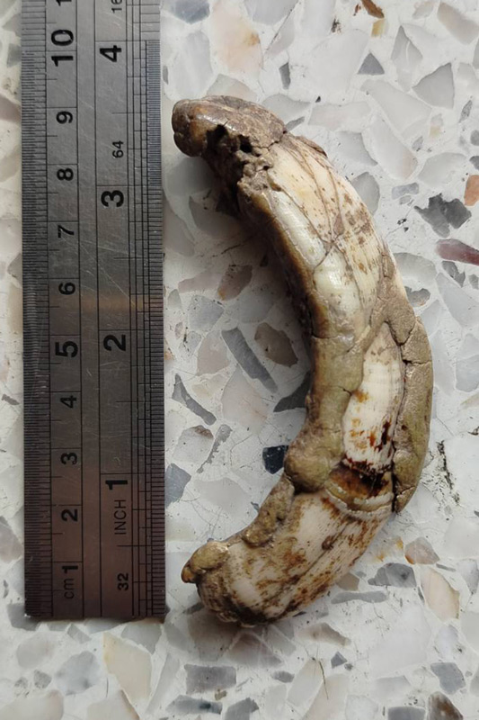 เขี้ยวหมูตัน สภาพตามรูป มีหินปูนขึ้นแล้ว