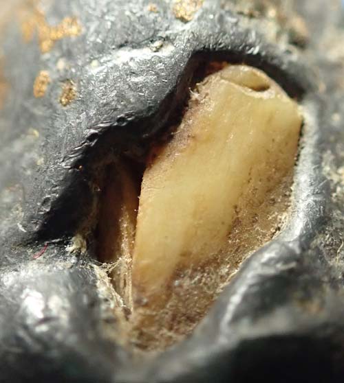 พระพุทธ หลวงพ่อดำ วัดกุฎี ปราจีนบุรี พ.ศ.๒๔๔๓ ตะกั่วลงบรอนซ์ทอง+บัตรรับรองพระแท้*183