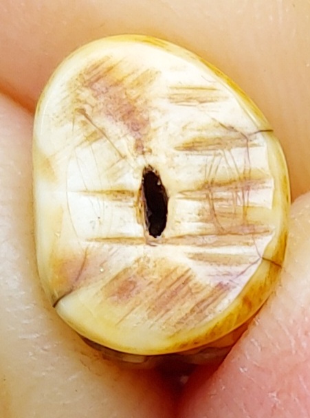 เสือแกะจากเขี้ยว