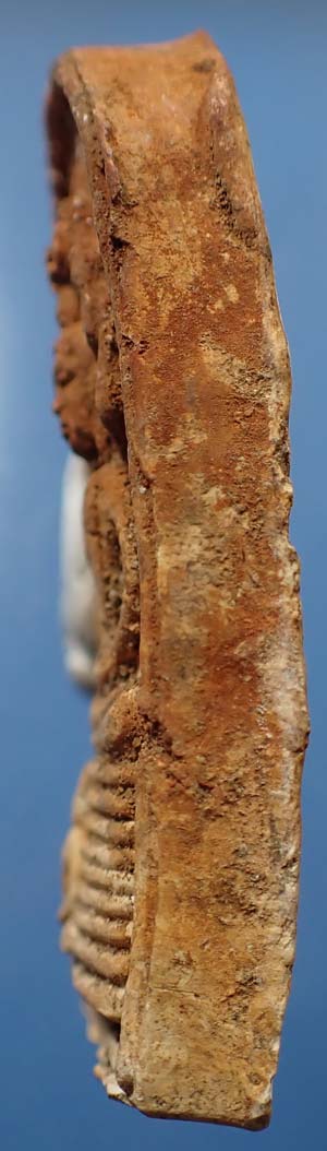 นาคปรก นางตรา(พิมพ์ใหญ่)หลวงพ่อชู วัดมุมป้อม พ.ศ.๒๕๐๐ นครศรีธรรมราช+บัตรรับรองพระแท้*293