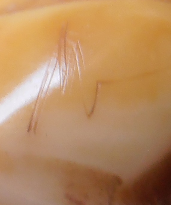 เสือแกะจากเขี้ยว