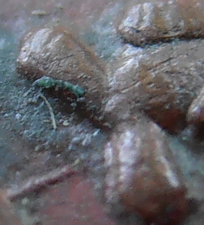 เหรียญอริยสัจ หลวงปู่ใจ วัดเสด็จ สมุทรสงคราม ปี ๒๔๗๐ รุ่นแรก