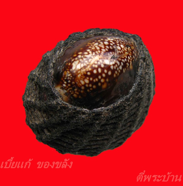 เบี้ยแก้ เก็บเก่า มีกริ่ง ใหญ่มาก 150 รวมส่ง