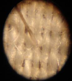 กล้องจุลทัศน์ microscope zoom 60x-100x Zoom Zoom .