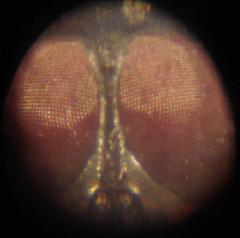 กล้องจุลทัศน์ microscope zoom 60x-100x Zoom Zoom . 