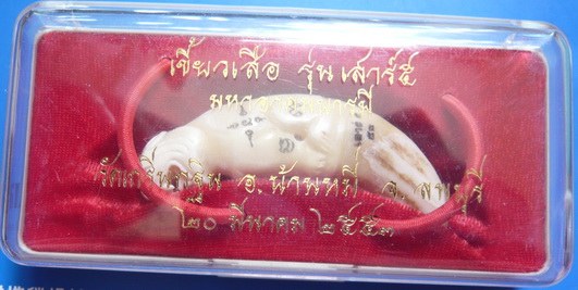 เขี้ยวเสืออาคมรุ่น หลวงพ่อเพี้ยน วัดเกริ่นกฐิน ลพบุรี เสาร์ห้า ๕๓ เลขสวยมาก (((๘))))