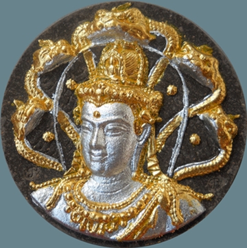 ราชันย์ดำ 5.5ซ.ม. ว่านดำ ปัดสองกษัตริย์ (2โค๊ด)