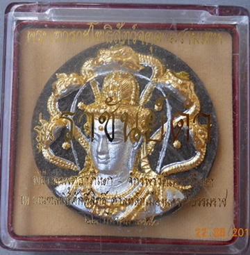 ราชันย์ดำ 5.5ซ.ม. ว่านดำ ปัดสองกษัตริย์ (2โค๊ด)