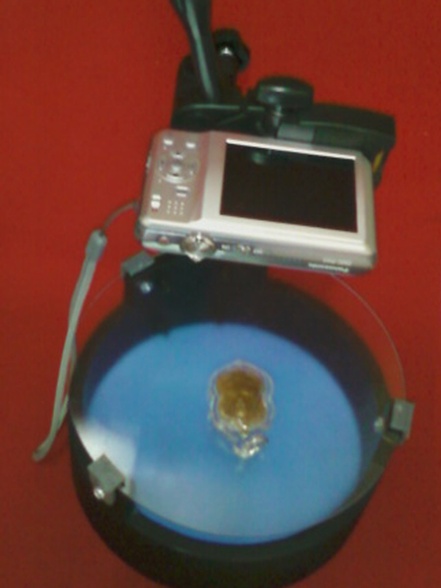 ขาตั้งกล้องถ่ายภาพ