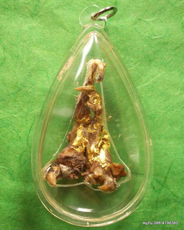 20บาทแดง ประชดน้ำท่วม/////เดือยงูเหลือม ของดีตามธรรมชาติ ที่ไม่ควรพลาดนะครับ