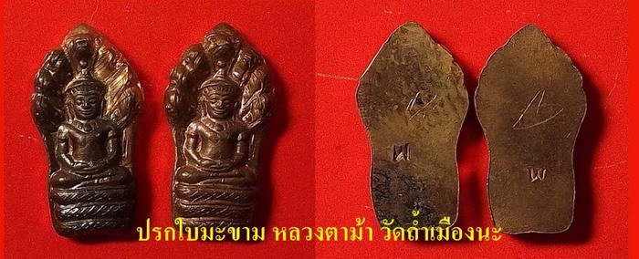 ปรกใบมะขาม หลวงตาม้า วัดถ้ำเมืองนะ