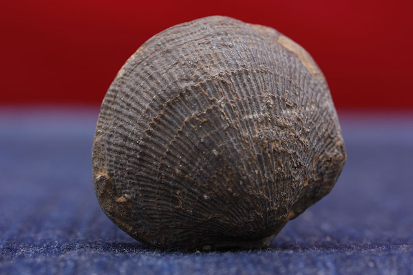 หอยกลายเป็นหิน อายุนับล้านปี