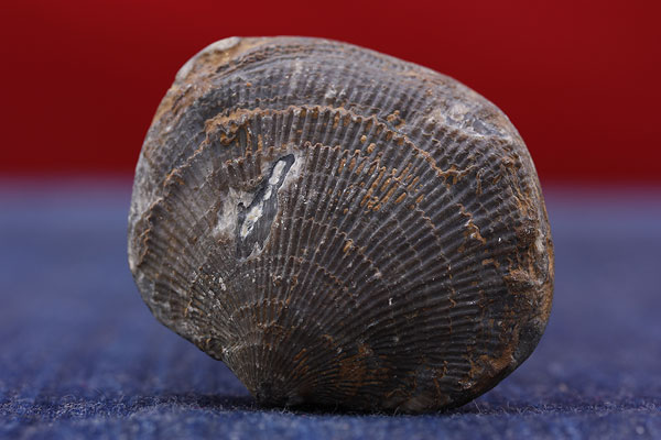หอยกลายเป็นหิน อายุนับล้านปี