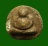 สังกัจจายน์เนื้อผง กรุวัดอัมพวา 