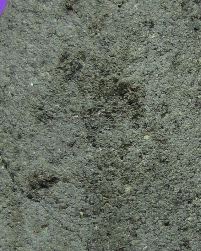 ลป.ทวด วัดเมือง ยะลา พศ.2505 พิมพ์ใหญ่