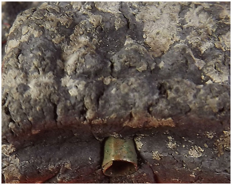 หลวงพ่อทวดเนื้อว่านอาจารย์นอง กดมือ