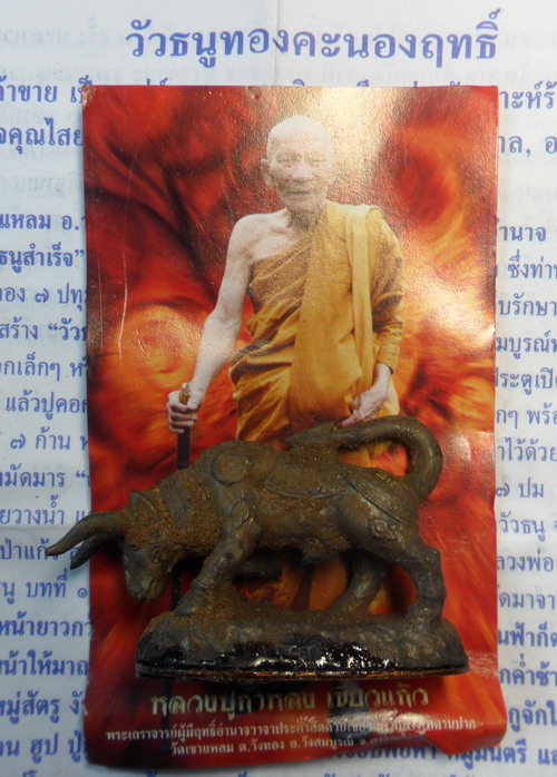 วัวธนูทองคะนองฤทธิ์ เนื้อสัมฤทธิ์เทดินไท ปี ๕๑ หลวงปู่กาหลง เขี้ยวแก้ว