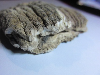 ของแปลก หายาก มือเทวดา