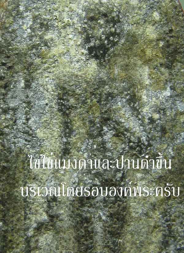 @@@ พระลีลา (ชินเขียว) ไขและปานดำขึ้นตามมาตรฐานพระเนื้อชินเขียว @@@