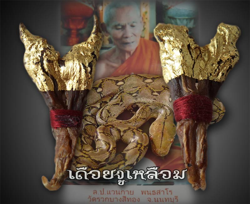 เดือยงูเหลือมยาว 6 ซม หลวงพ่อแวนกาย จ.นนทบุรี ปลุกเสก