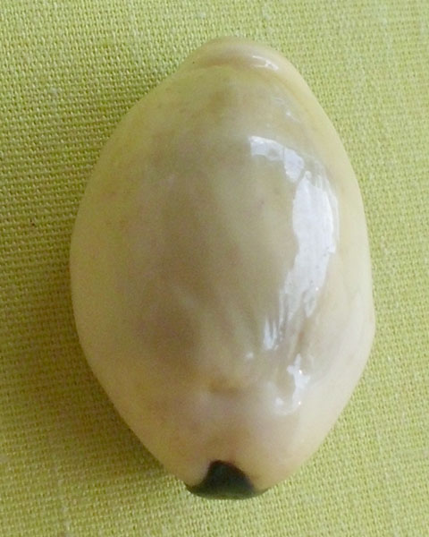 //คืนกำไรให้ลูกค้า//เบี้ยมหาโภคทรัพย์ ฝังตะกรุดหัวใจเศรษฐี หลวงปู่สิงห์ วัดบ้านขี้เหล็กจ.ศรีสะเกษ*A8