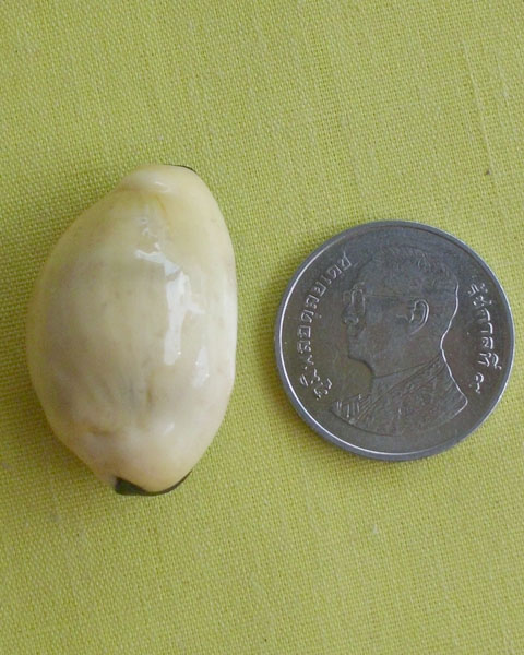 //คืนกำไรให้ลูกค้า//เบี้ยมหาโภคทรัพย์ ฝังตะกรุดหัวใจเศรษฐี หลวงปู่สิงห์ วัดบ้านขี้เหล็กจ.ศรีสะเกษ*A8