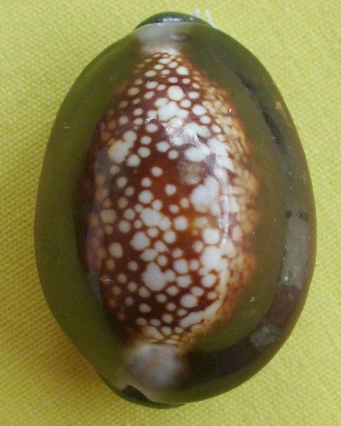 //คืนกำไรให้ลูกค้า//เบี้ยกัน บรรจุทรายเสก+แร่เขาพนมกุเลนฯ หลวงปู่สิงห์ วัดบ้านขี้เหล็ก จ.ศรีสะเกษ*7