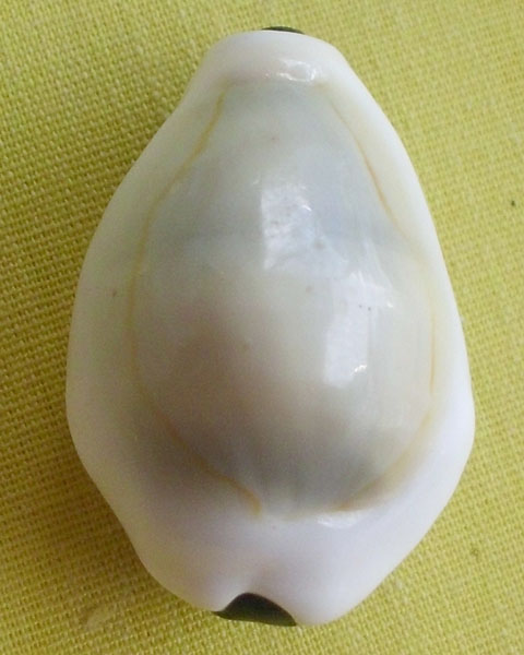 //คืนกำไรให้ลูกค้า//เบี้ยมหาโภคทรัพย์ ฝังตะกรุดหัวใจเศรษฐี หลวงปู่สิงห์ วัดบ้านขี้เหล็กจ.ศรีสะเกษA16