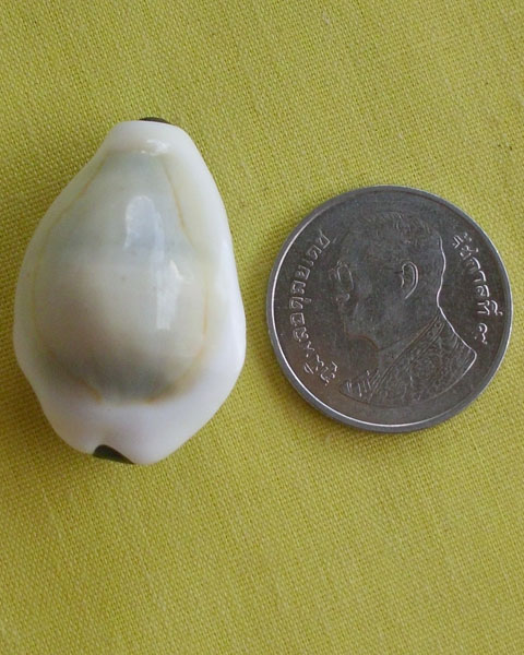 //คืนกำไรให้ลูกค้า//เบี้ยมหาโภคทรัพย์ ฝังตะกรุดหัวใจเศรษฐี หลวงปู่สิงห์ วัดบ้านขี้เหล็กจ.ศรีสะเกษA16