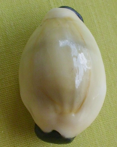 //คืนกำไรให้ลูกค้า//เบี้ยมหาโภคทรัพย์ ฝังตะกรุดหัวใจเศรษฐี หลวงปู่สิงห์ วัดบ้านขี้เหล็กจ.ศรีสะเกษA17