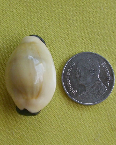 //คืนกำไรให้ลูกค้า//เบี้ยมหาโภคทรัพย์ ฝังตะกรุดหัวใจเศรษฐี หลวงปู่สิงห์ วัดบ้านขี้เหล็กจ.ศรีสะเกษA17